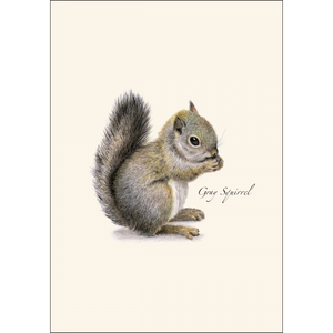 Gray Squirrel Boxed Blank Note Cards