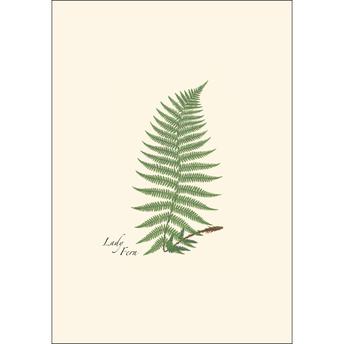 Fern Assortment Boxed Blank Note Cards