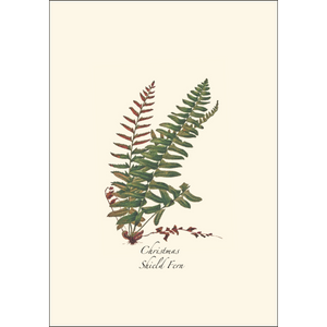 Fern Assortment Boxed Blank Note Cards