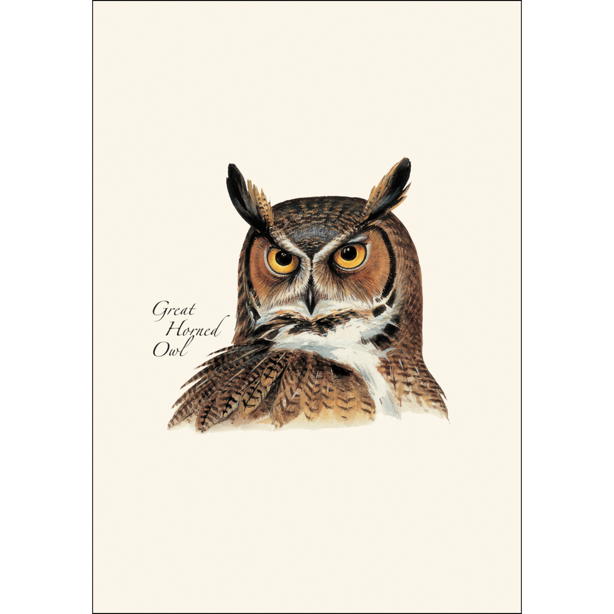 Peterson's Owl Assortment Boxed Blank Note Cards